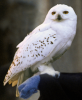 Hedwig_Snowy_Owl_PM (1).png