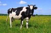cow-in-pasture.jpg.838x0_q80.jpg