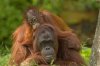 Orangutan-press.jpg