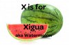 X-is-for-Xigua.jpg