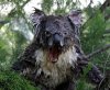 wet koala.jpg