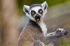 2016-05-24-1464068250-1348658-lemurs.jpg