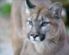 Puma.jpg