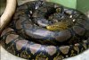 Reticulated Python.jpg