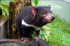 Tasmanian Devil.jpg