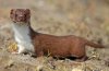 Weasel.jpg