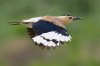 Xinjiang_Ground-Jay.jpg