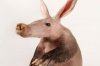 aardvark_thumb_3x2.jpeg