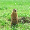 Gopher-hole-meadow_AdobeStock_119576754-768x768.jpeg