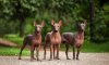 Xoloitzcuintli-FeaturedImage.jpg