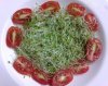 alfalfa-sprouts-with-tomato.jpg