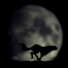 13Fox