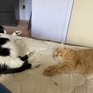 Kitties001