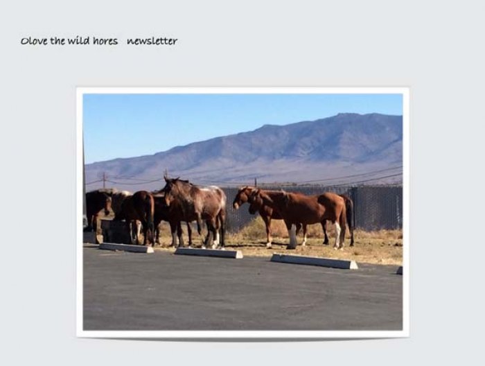 wild horses at the bunnyranch.jpg