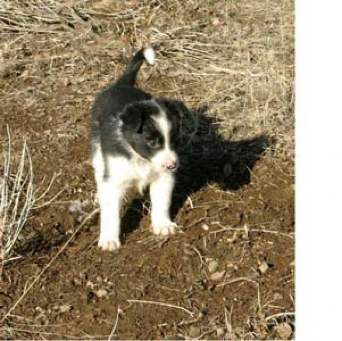 Daddy's new girl - Sophie at 9 weeks.jpg