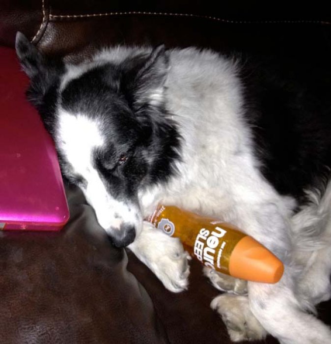 Domino after a good sip of Neuro Sleep.jpg