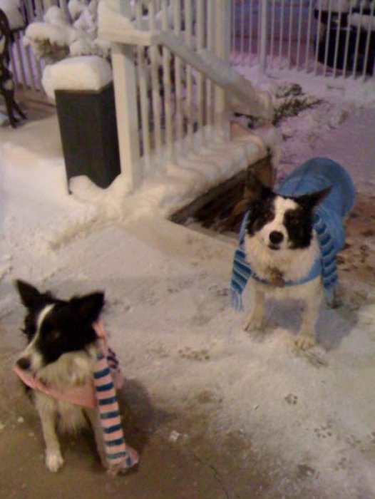 Sophie and Domino on their way to the Xmas party.jpg