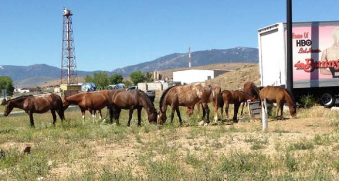 The Mustangs are back.jpg