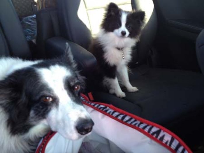 Domino and Gucci - back-seat drivers.jpg