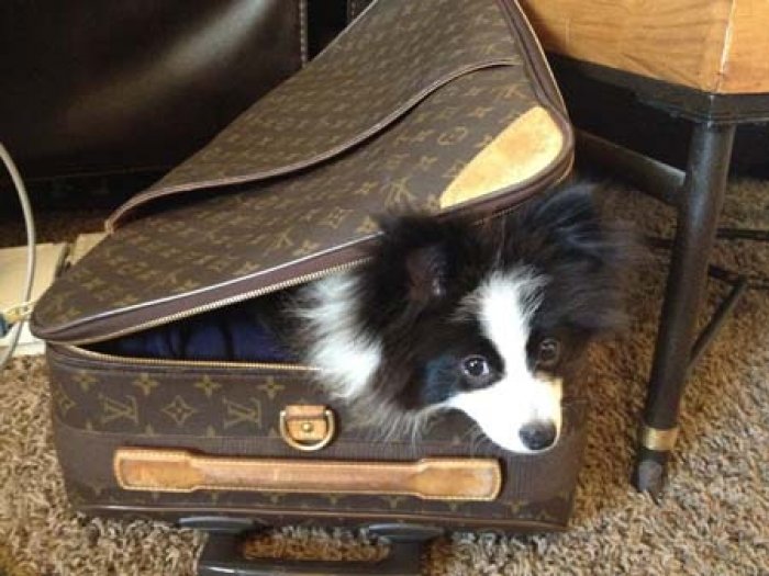 Gucci sneaks aboard for NYC trip.jpg