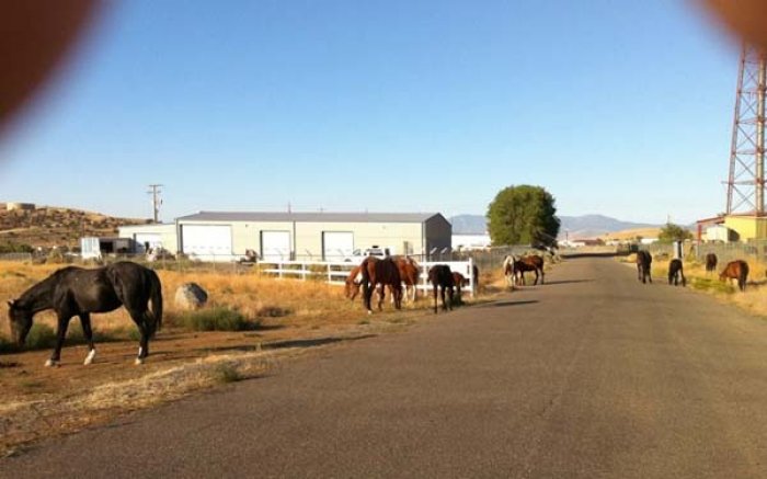 Wild horses love the bunnyranch.jpg