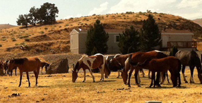 Wild-Horses-at-the-Bunnyranch.jpg