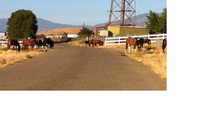 wild horses graze near BR.jpg